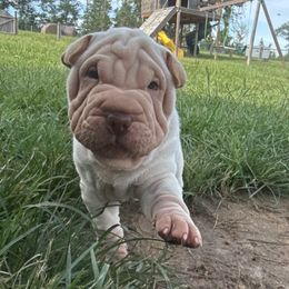 Sand - Cream dilute male Chinese Shar-Pei puppy in Chipley, Florida from HapPei House of Wrinkles