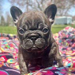 Jelly Bean - Brindle French Bulldog puppy in Shields, Michigan from Mid-Michigan Frenchies