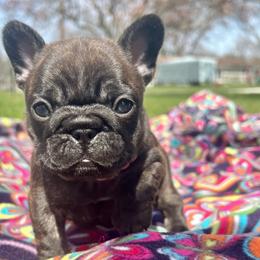 Jelly Bean - Brindle French Bulldog puppy in Shields, Michigan from Mid-Michigan Frenchies