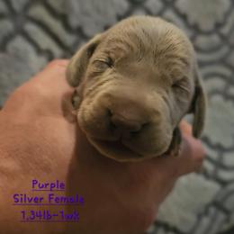 Purple Collar - Silver gray female Weimaraner puppy in Indiana from So-IN Weimaraner's