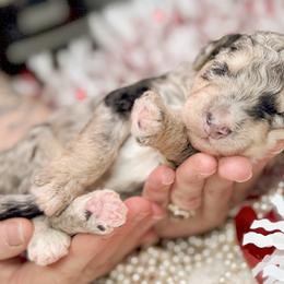 Bernedoodle, Goldendoodle, and Poodle Puppies from Poodle and Doodle Haven