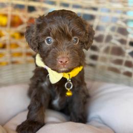 Sherpa - Brown and white male Aussiedoodle puppy in Grinnell, Iowa from Rural Iowa Aussies & Doodles