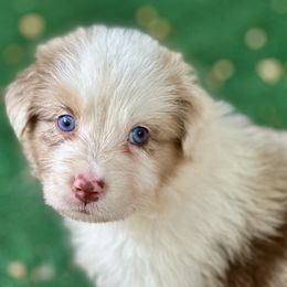 Eddie - Red merle male Australian Shepherd puppy in Putnam County, New York from Highland Haven Australian Shepherds
