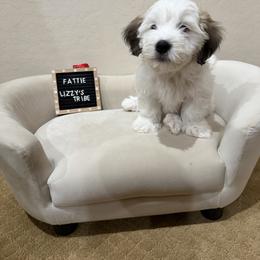 Fattie - White male Coton de Tulear puppy in Surprise, Arizona from Lizzy’s Tribe