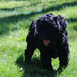 Collie, Goldendoodle, Havapoo, and Labradoodle Puppies from Oregon Valley Pups