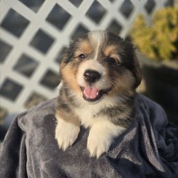 Echo (FLUFFY) championship bloodlines - Black and tan male Pembroke Welsh Corgi puppy in Valley, Washington from Enchanted Valley Paws