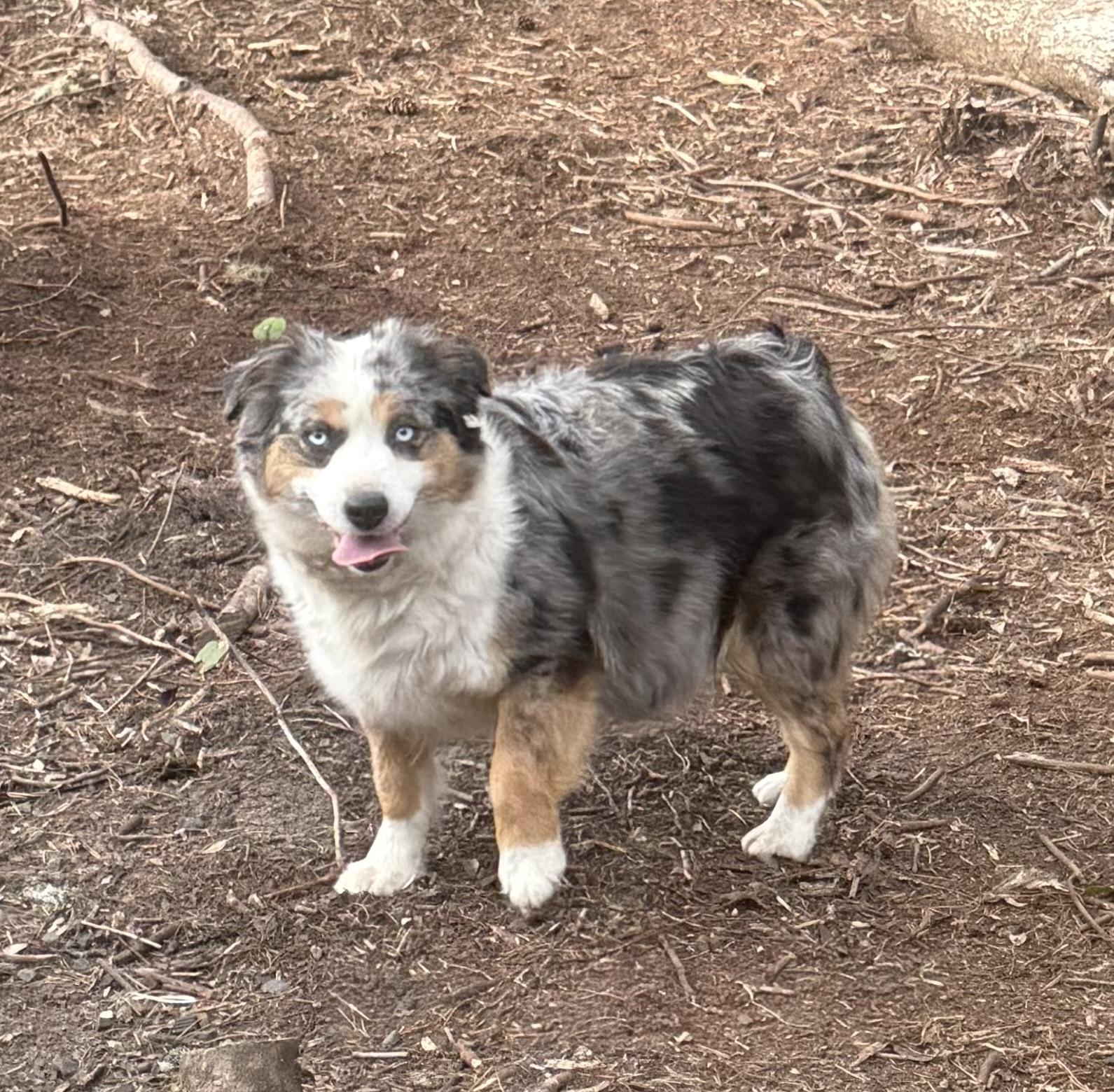 Loki