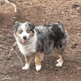 Loki - Miniature American Shepherd