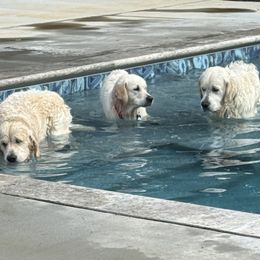 Golden Retrievers from Stone Ridge English Cream Golden Retrievers