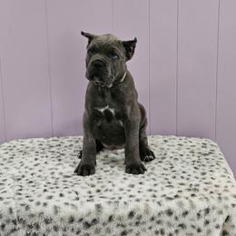 Cane Corso Puppies from RRR Corsos