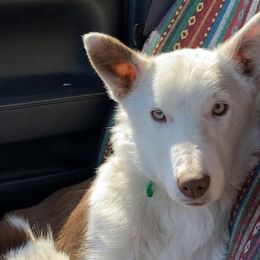 Lassie - Border Collie