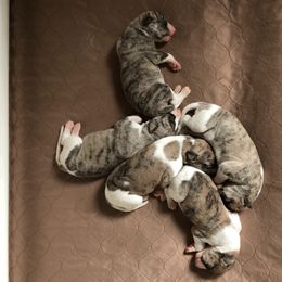 Whippet Puppies from Steadfast Whippets