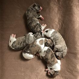 Whippet Puppies from Steadfast Whippets