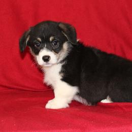 Labrador Retriever and Pembroke Welsh Corgi Puppies from White Star Corgis