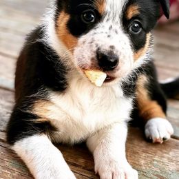 Border Collies from KC Border Collies