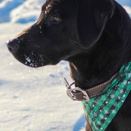Labrador Retrievers from CT Ranch