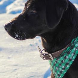 Labrador Retrievers from CT Ranch