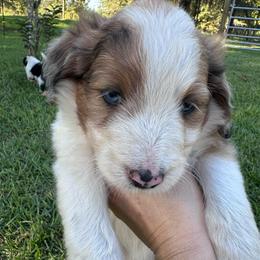 Boy 3 - Blue merle male Aussiedoodle puppy in Reddick, Florida from Cooper’s Mini Doodles