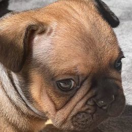 Boy 2 (Bruce) - Fawn and white male French Bulldog puppy in Vero Beach, Florida from Lazy Daisy