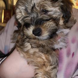 Greta Garbo - Chocolate sable female Havanese puppy in Conroe, Texas from Puppies For A Purpose