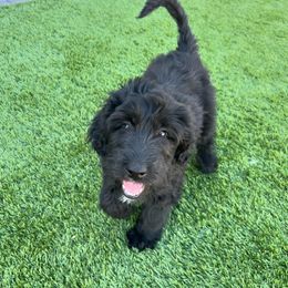 Gabrielle - Sheepadoodle puppy from Desert Lily Doodles