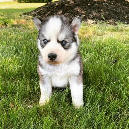 Miniature Australian Shepherd and Siberian Husky Puppies from Anna Philbrick