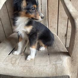 Boy L - Black tri male Toy Australian Shepherd puppy in Springfield, Missouri from Donnie's Miniature & Toy Australian Shepherds