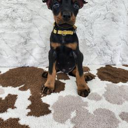 Twinkle - Black and rust female Doberman Pinscher puppy in Robinson, Pennsylvania from Makkr Ridge Dobermans LLC