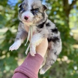 Valor - Blue merle male Australian Shepherd puppy in Kalamazoo County, Michigan from Loveland Kennels