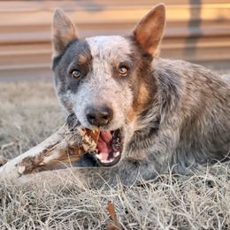 Kash - Australian Cattle Dog