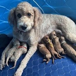 Goldendoodle puppies from Crystal's Goldendoodles