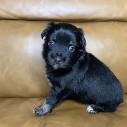 Henry - Black tri male Miniature Australian Shepherd puppy in Brenham, Texas from Stone N Rose Kennels