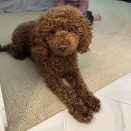Muffin - Poodle