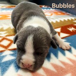 Bubbles - Blue female American Staffordshire Terrier puppy in Clintwood, Virginia from SkyBlue Kennel