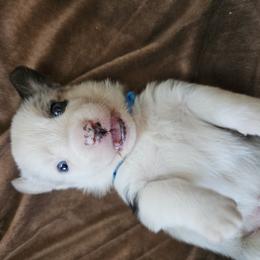 AKC Cardigan Boy 'Trek - Blue merle and white male Cardigan Welsh Corgi puppy in Tombstone, Arizona from WeVolution Off-Grid