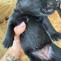 Pink Girl - Black female German Shepherd puppy in Saluda, South Carolina from Ray Ranch, LLC