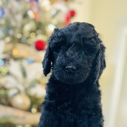 Goldendoodle Puppies from Daisy Mae Doodles