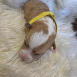 Yellow female - White and red female Pembroke Welsh Corgi puppy in Wayne City, Illinois from Lash Livestock & Corgis
