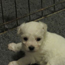 Belle - White female Bichon Frise puppy in Rockbridge Baths, Virginia from Bichon Oasis