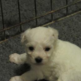 Belle - White female Bichon Frise puppy in Rockbridge Baths, Virginia from Bichon Oasis