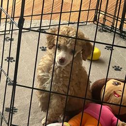 Colin - Red  male Poodle puppy in Winter Haven, Florida from Herdez’s Poodles