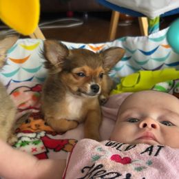 Chihuahua Puppies from Dog Bones N Harmony