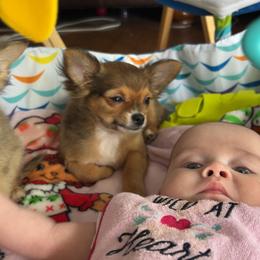 Chihuahua Puppies from Dog Bones N Harmony