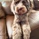 Shiloh