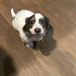 Curly Fry - Piebald male Dachshund puppy in Dawsonville, Georgia from Sweet Peach Minis