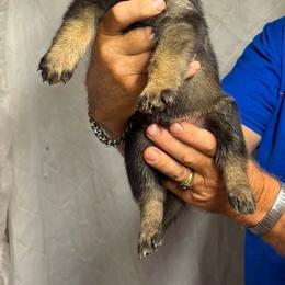 Yellow collar male - Sable male German Shepherd puppy in Ann Arbor, Michigan from Von Der Havier German Shepherds