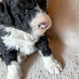 Millie - Black and white female Bernedoodle puppy in Grant City, Missouri from Timberline Paws