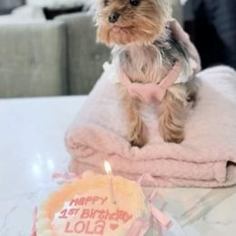Yorkshire Terrier Puppies from Heaven_sent_toy_yorkies