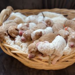 Goldendoodle Puppies from Woodstock Doodles, LLC