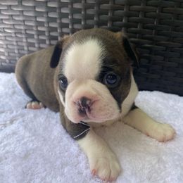 Jayden AKC - Brindle and white male Boston Terrier puppy in Imperial, Missouri from Boston Kup Breeders
